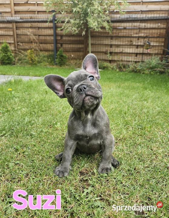 Buldozki francuskie blue blekitne wielkopolskie Zbrudzewo