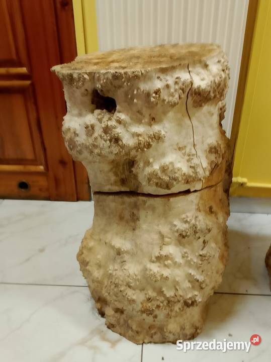 Czeczot topola klon Nowy Tomyśl sprzedam