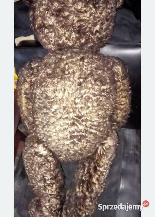 Stary Miś trociniak Teddy Bear Trawa morska mazowieckie
