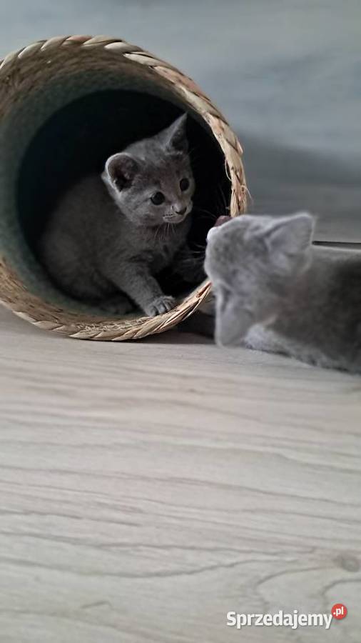 Kocurek Rosyjski Niebieski Jaczów