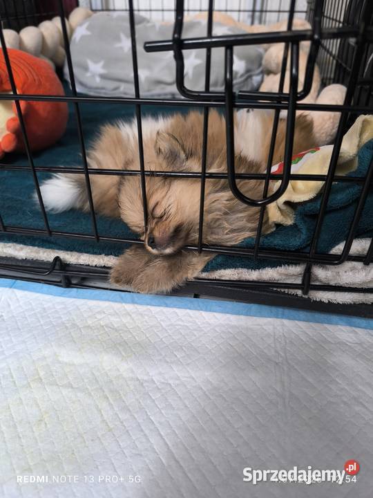 Szpic miniaturowy pomeranian piękne miniaturowe Mielec
