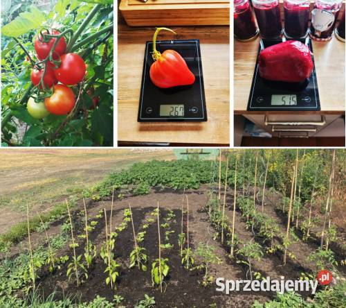 ZIEMIA OGRODOWA Glebogryzarka Separacyjna Sieradz