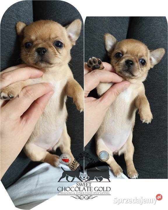 Chihuahua mikro sunia beżowa krótkowłosa pełny Chihuahua sprzedam