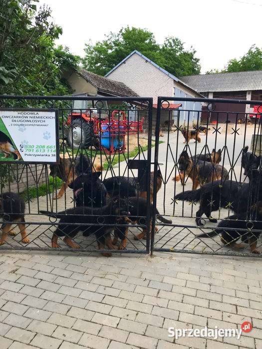 Owczarek niemiecki długowłosy potężne szczeniaki Klimontów