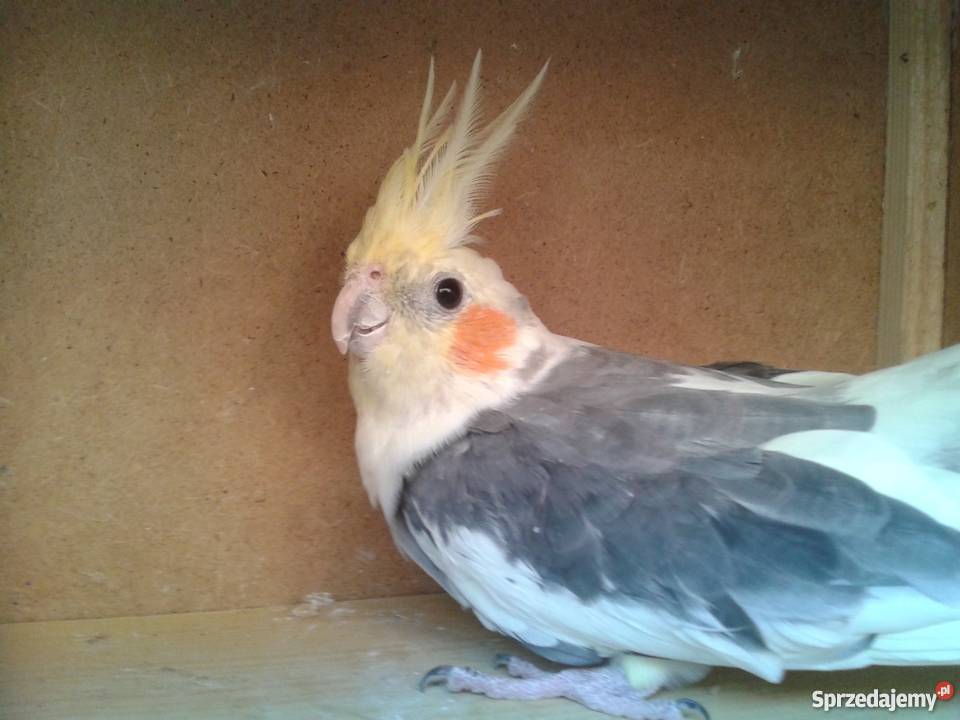 Samiec Nimfy szek Czempiń