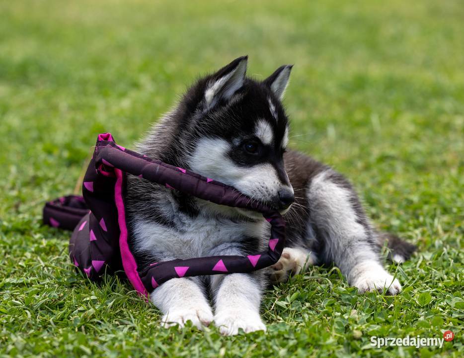 Piesek Siberian Husky szczeniak Wola Zarczycka