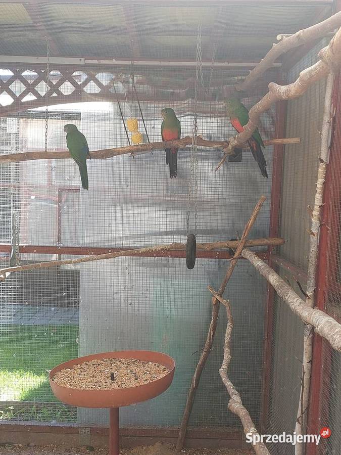 Szkarłatki Królewskie Ptaki Nowa Sól