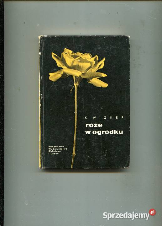 Róże w ogródku Wizner twarda zachodniopomorskie Szczecin