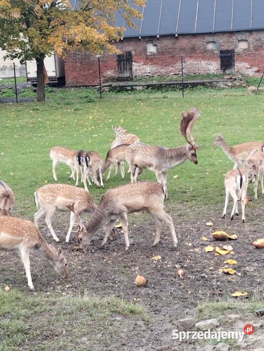 Sprzedam daniele Płużnica sprzedam