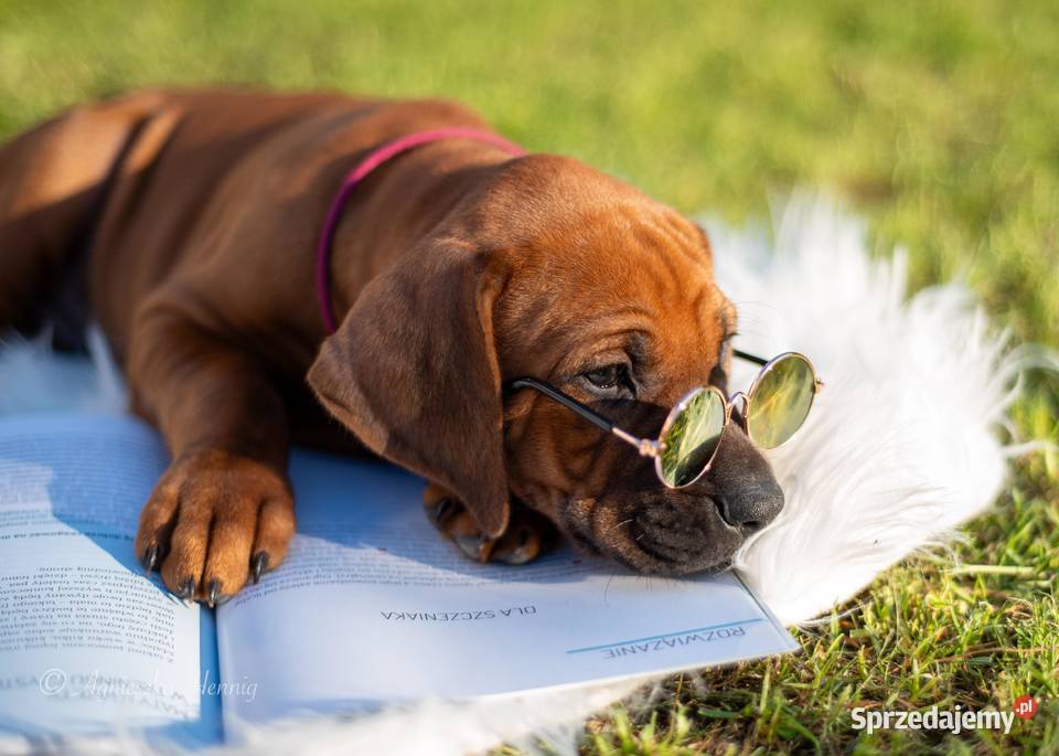 Rhodesian Ridgeback FCI ZKwP Gdańsk