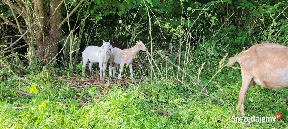 Kozioł cap Kamionka Wielka