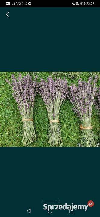 Lawenda ciętaekologiczna uprawa bukiety suszone Grojec sprzedam