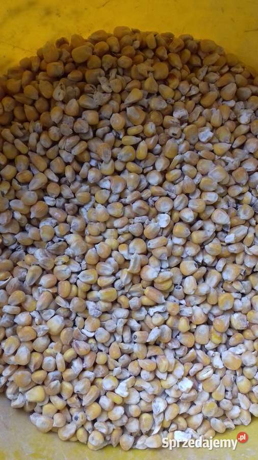 Śruta mieszanka kukurydziana pszeniczna Solec Kujawski sprzedam