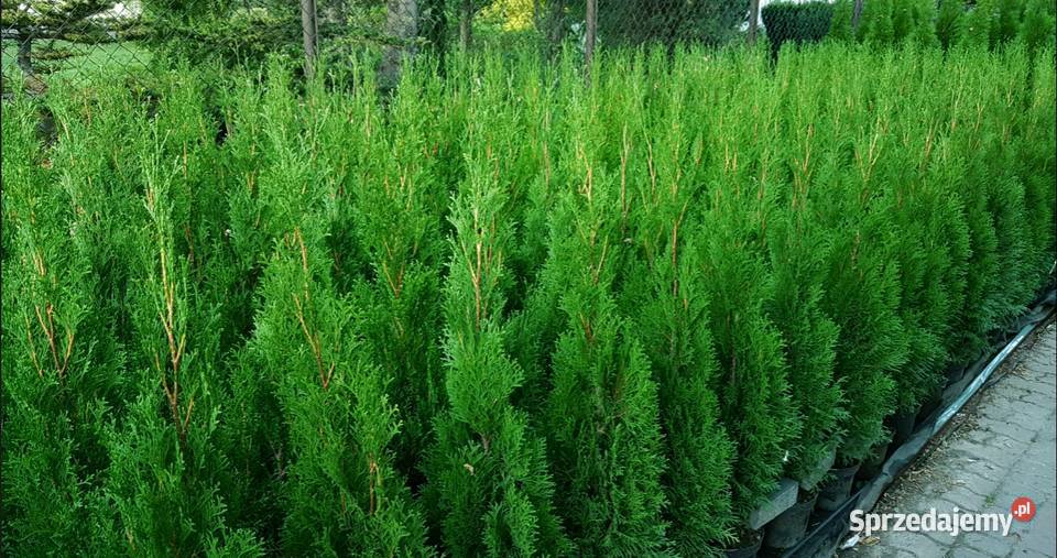 Tuja Szmaragd 120 TRANSPORT SADZENIE Ukorzenione