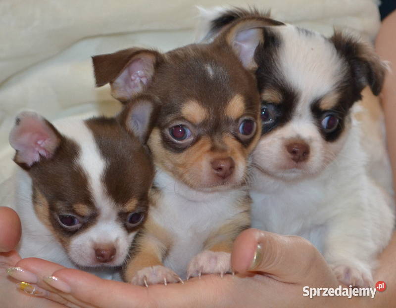 CHIHUAHUA PIĘKNE SZCZENIĘTA Warszawa