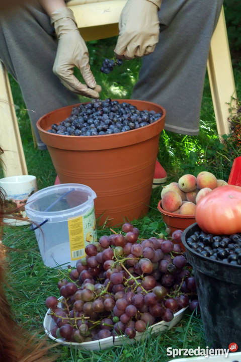 Sprzedam działkę ROD 350m2 Warszawa Nadwiśle