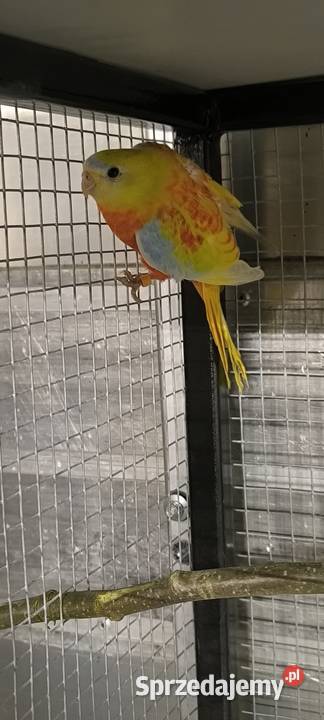 Łąkówka turkusowa 25