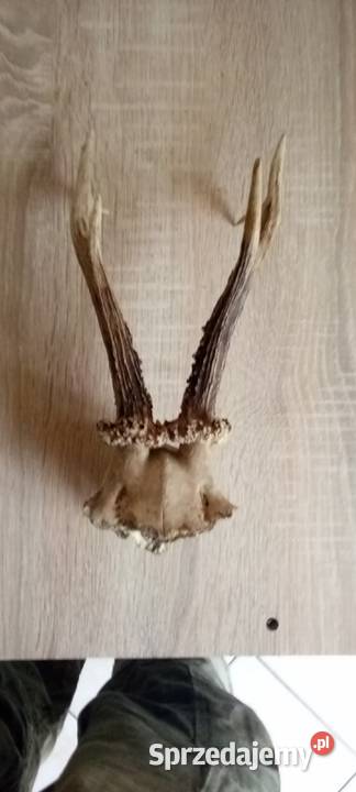 Małe rogi z czaszka Szczecin