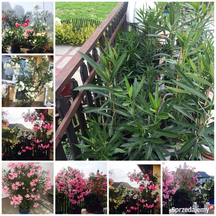 Sadzonki żółty oleander