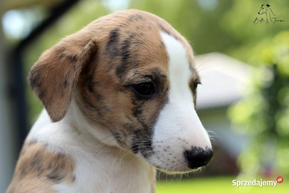Whippet suczka FCIZKwP Częstochowa