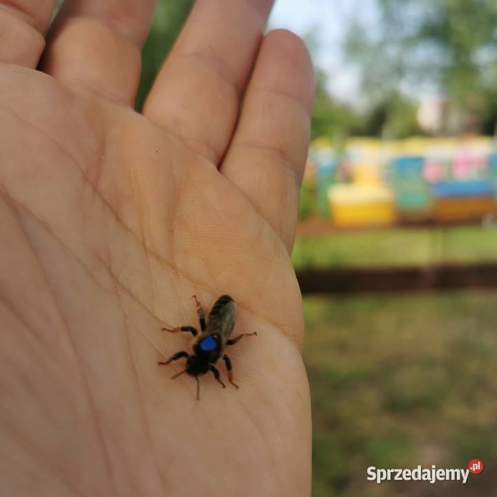 5 NIEunasiennionych matek Kraińskich 2 Perner 3