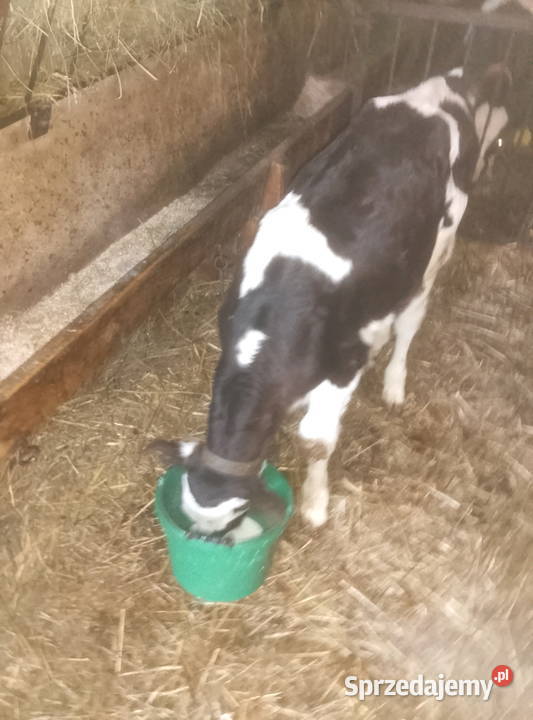 Byczek do dalszego chowu