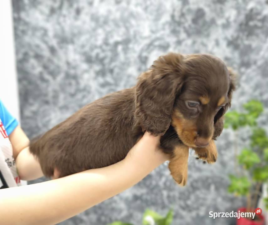 Jamnik długowłosy Dackel dachshund choco merle Żychlin