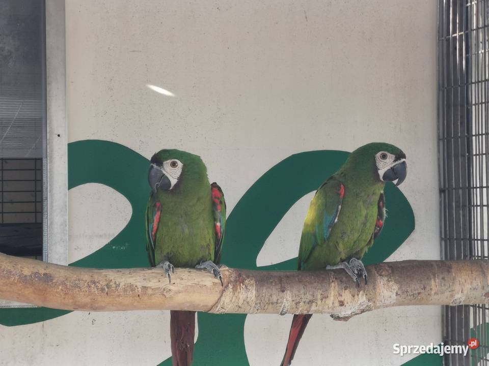 Ara Marakana Para 2023r i 2022r Dorosła do Lęgów Ptaki wielkopolskie Grodzisk Wielkopolski