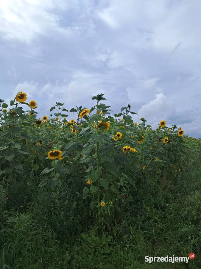 Słonecznik ozdobny cięty na kwiat bukiety lubelskie Lublin sprzedam
