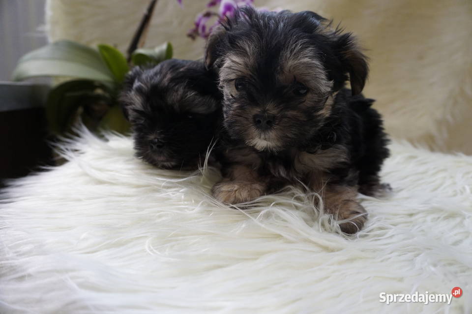 York Maltańczyk Sobótka