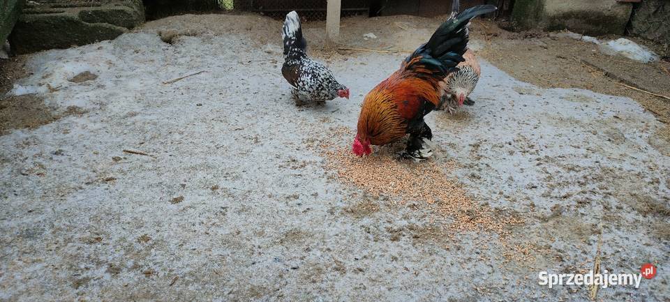 Jajka lęgowe karzełka liliput