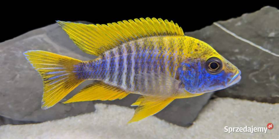 Aulonocara jacobfreibergi MAMELELA LEMON JAKE Gdańsk sprzedam