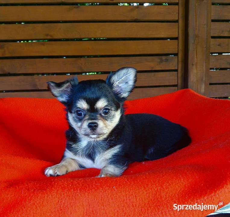 Piękny piesek chihuahua mazowieckie Płock