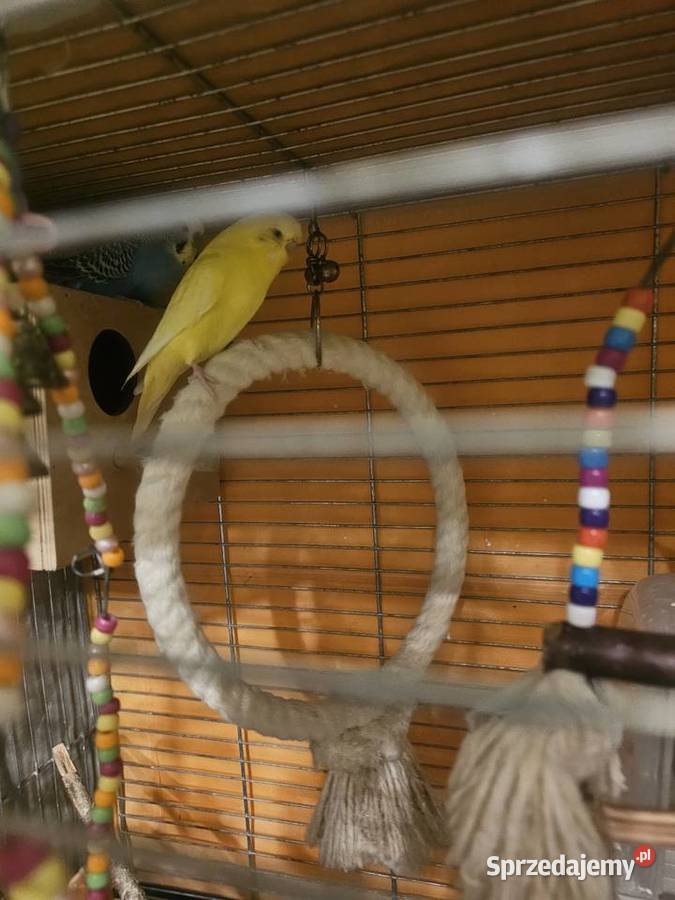 Papugi faliste z klatką i wyposażeniem