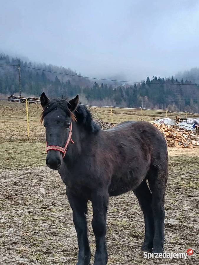 Sprzedam zrebice zimnokrwista sprzedam