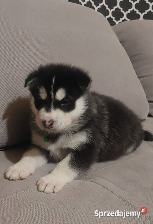 Alaskan Malamute piesszczeniak Przemyśl