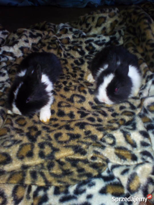 kroliczki karzelki Pozostałe mazowieckie Radom sprzedam