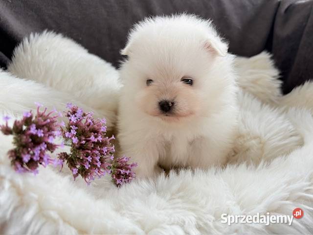 SZPIC MINIATUROWY POMERANIAN PIĘKNE PUCHATE Warszawa