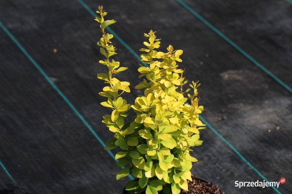 Berberys Thunberga Maria Imbramowice sprzedam