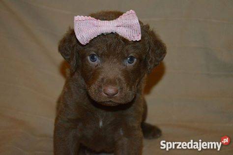 Chesapeake Bay Retriever Katowice