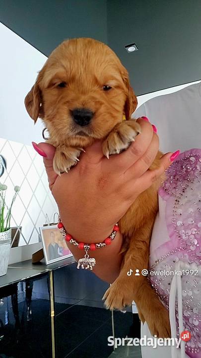 Golden Retriever ciemno złote maluchy śląskie Poręba