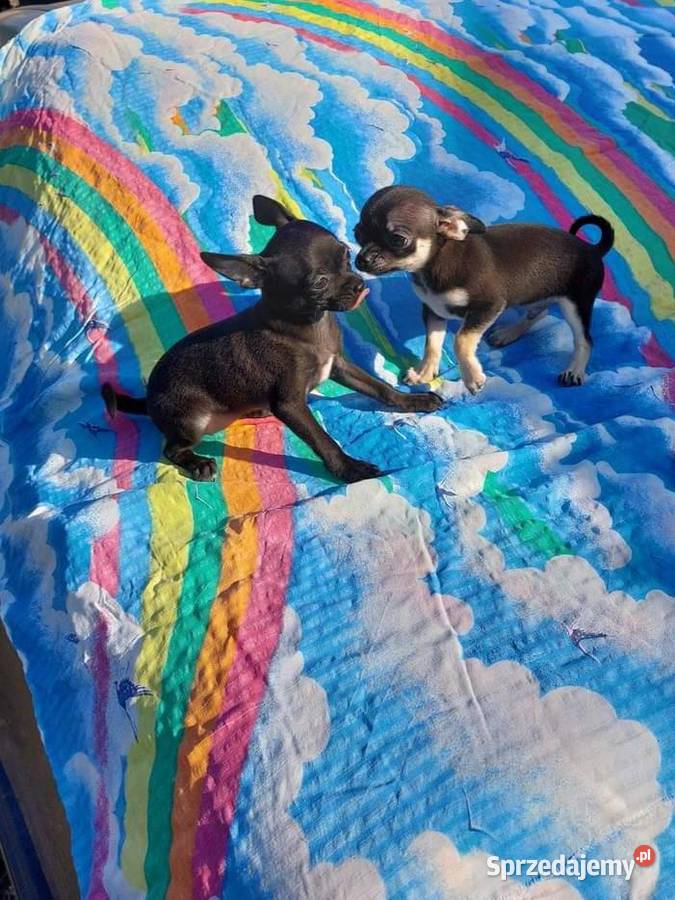 Suczki chihuahua Płońsk