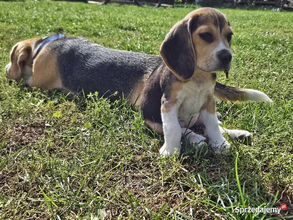 Beagle cudowne szczenięta championie Mińsk Mazowiecki