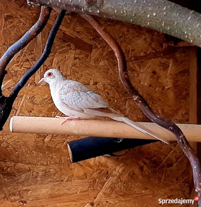 Sprzedam gołąbki diamentowe mazowieckie Borkowo sprzedam