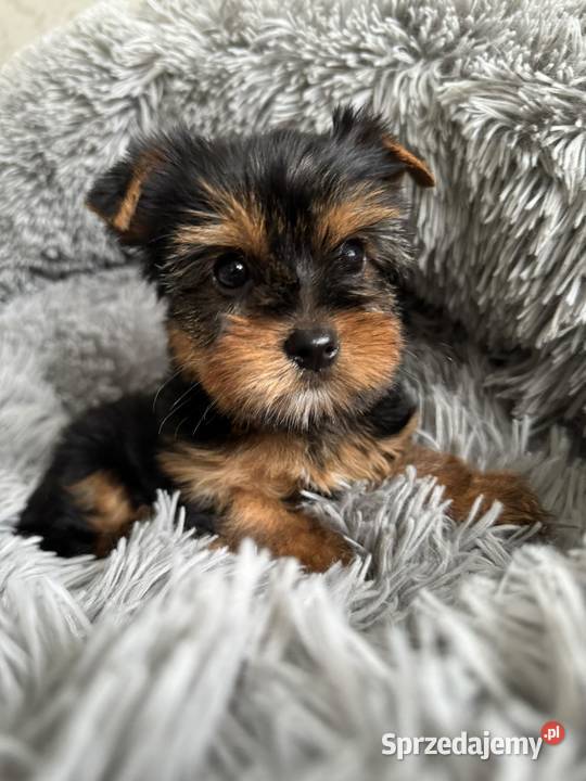 Mini Yorkshire Terrier Chłopiec Rodowód Chip Częstochowa