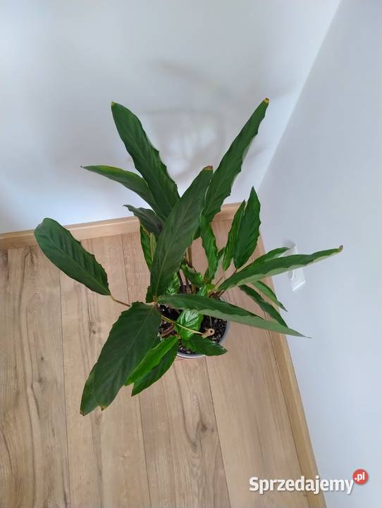 Piękna gęsta Kalatea Calathea zdrowa roślina Poznań