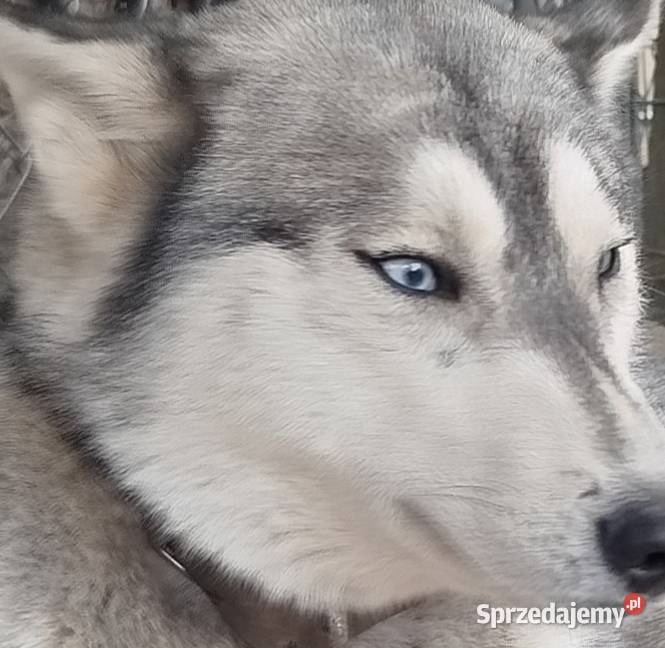 Syberiany husky Husky Wejherowo