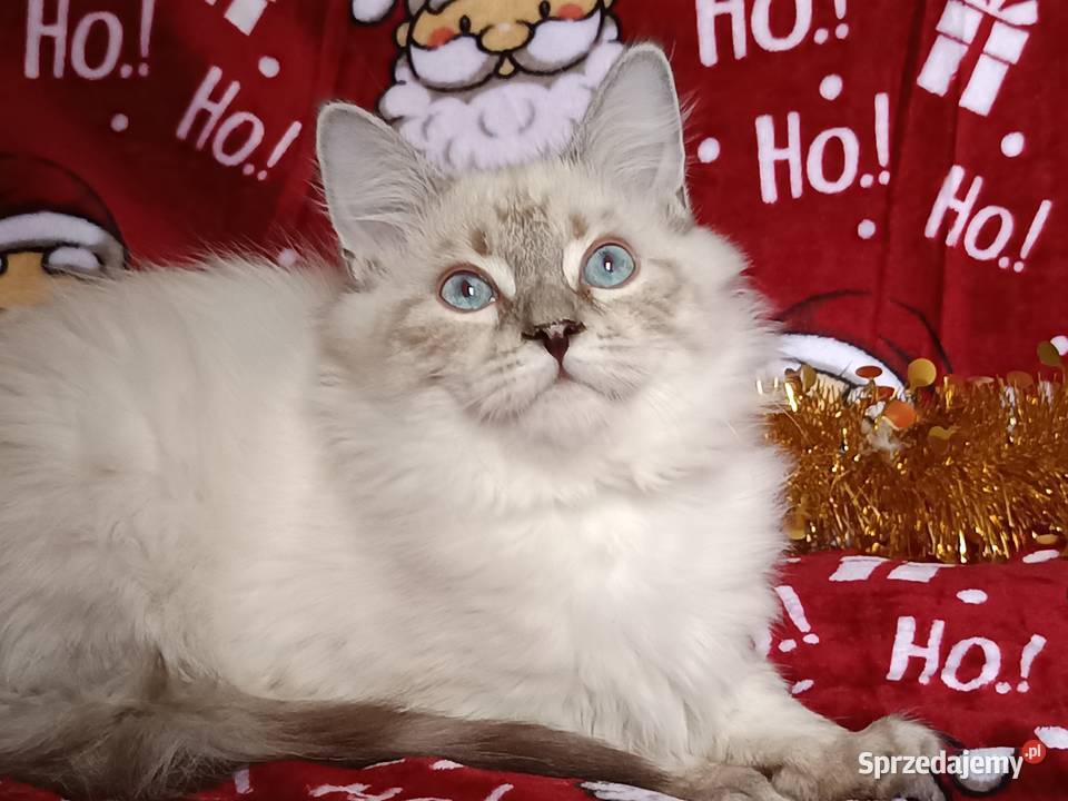 Koty Syberyjskie Neva Masquerade NUGGETS Koty Kwilcz