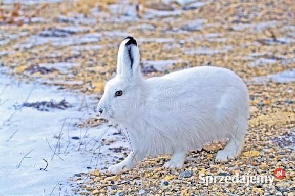 Zwierzęta z Norwegii Mikołajki