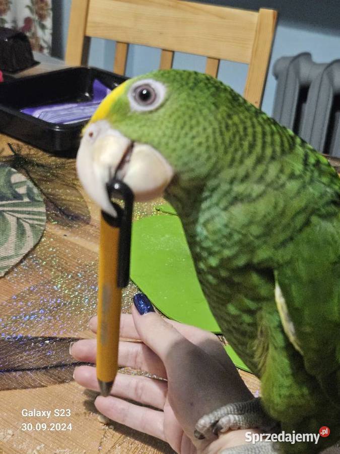 Amazonka żołtogardła Ptaki Wodzisław Śląski